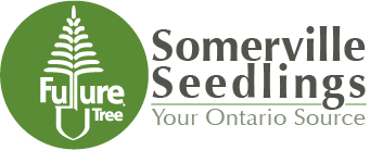 Somerville Seedlings Logo