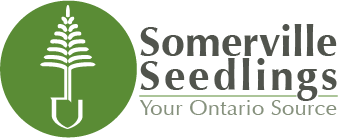 Somerville Seedlings Logo